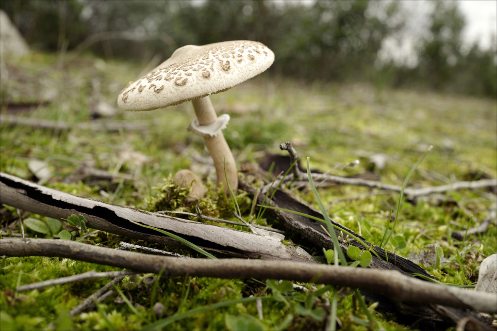 Lepiota procera