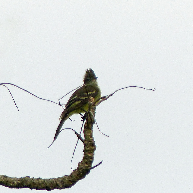 Is this a Yellow-bellied Elaenia?