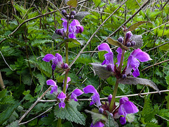 20170419 0560CPw [D~LIP]  Rote Taubnessel (Lamium purpureum), UWZ, Bad Salzuflen