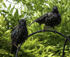 Starlings hanging out to dry