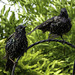 Starlings hanging out to dry