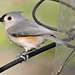 Tufted Titmouse