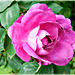 Rose du jardin