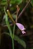 Cleistesiopsis bifaria (Mountain Small Spreading Pogonia orchid)