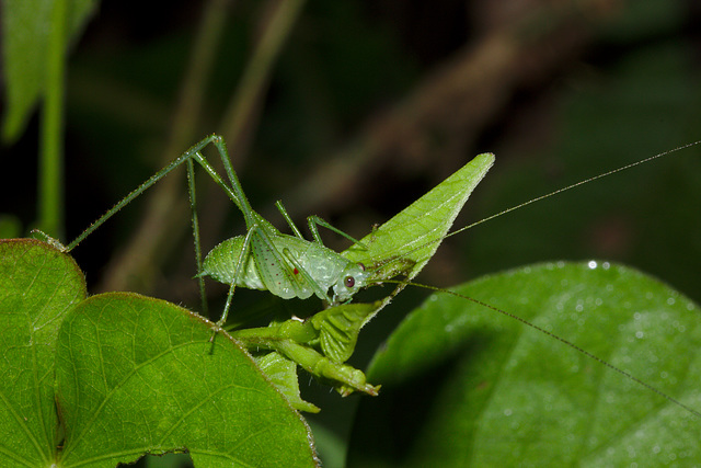 Cricket IMG_6882