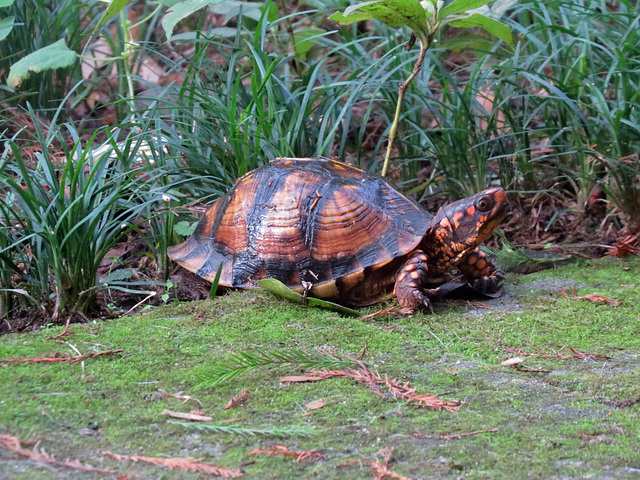 Another box turtle on my patio