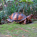Another box turtle on my patio