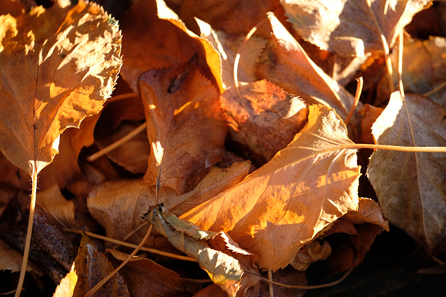 DSCF1659