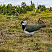 Lapwing