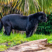 Black jaguar