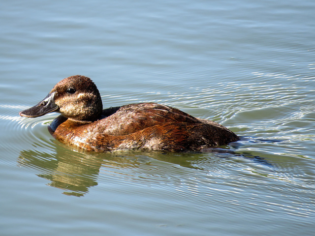 Ruddy Duck female