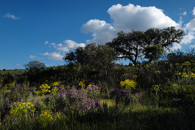 Penedos, Trees, Spring