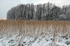 winter landscape