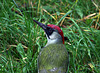 Plumage vert , calotte rouge , c'est bien un pivert .