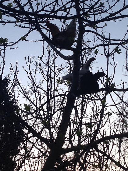 Chickens up a tree