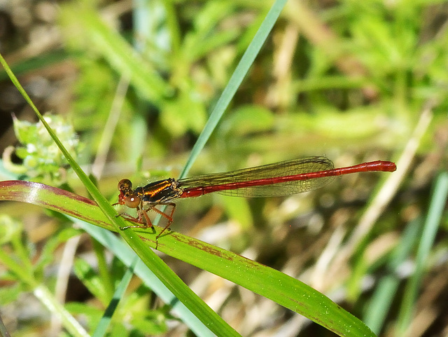 Small Red Damsel m (Ceriagrion tenellum) DSC 5279