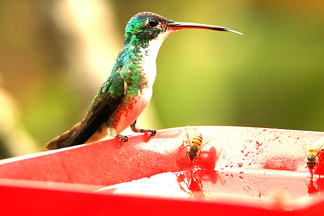 IMG 9219Hummingbird