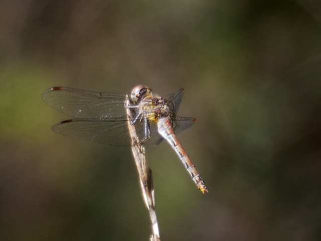 Common Darter f (Sympetrum striolatum) DSB 1701