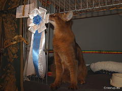 Rags with rosette at show