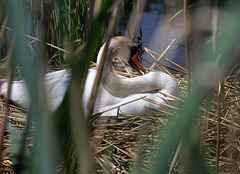 Schwan auf dem Nest