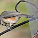 Tufted Titmouse