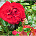 Rose du jardin