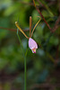 Cleistesiopsis bifaria (Mountain Small Spreading Pogonia orchid)