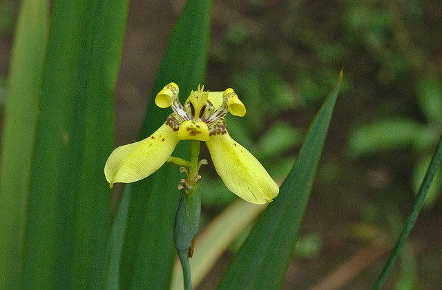 Flower IMG_6846