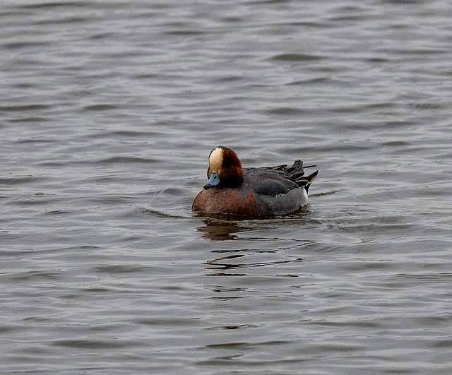 Wigeon