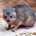 Young rock hyrax