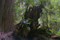 Redwood Stump