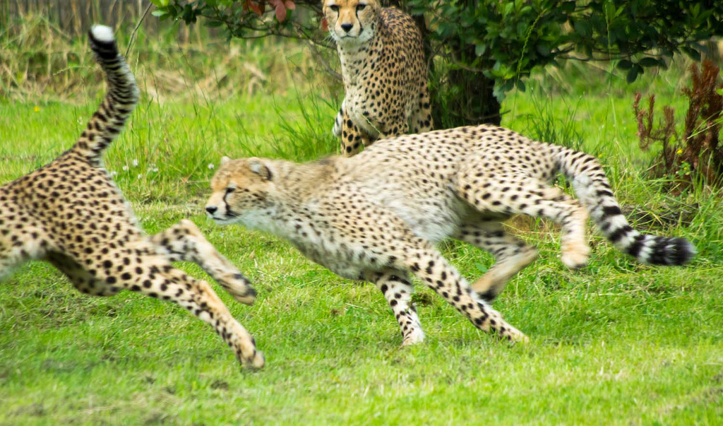 Cheetah chase