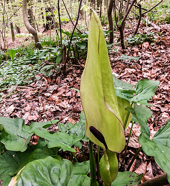 20150422 002Hw [D~SHG] Gefleckter Aronstab, Wesergebirge, Rinteln