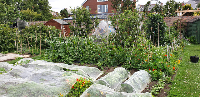 Allotment