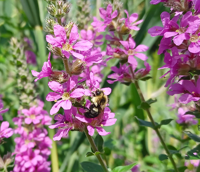 Purple Loosestrife