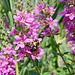 Purple Loosestrife