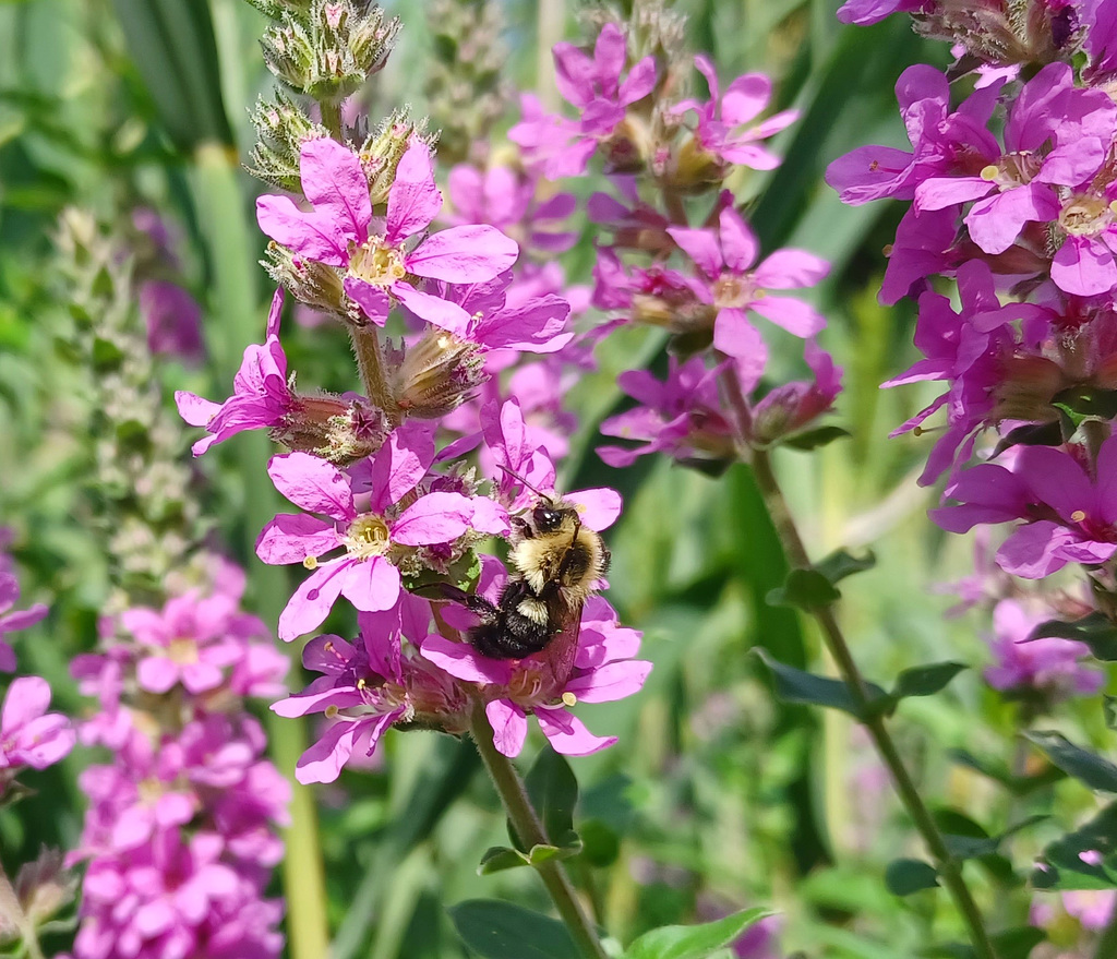 Purple Loosestrife