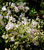 Rispiges Gipskraut - Gypsophila paniculata