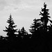 Wald, Benneckenstein