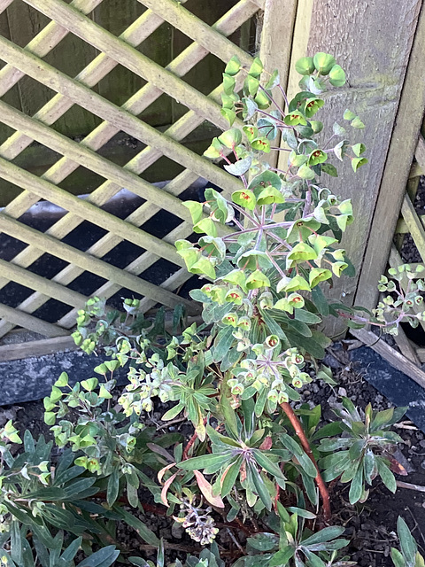 Euphorbia2Spring2025