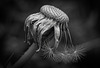 Die Vergänglichkeit des Löwenzahns (Taraxacum) :)) The transience of the dandelion (Taraxacum) :)) La fugacité du pissenlit (Taraxacum) :))