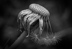 Die Vergänglichkeit des Löwenzahns (Taraxacum) :)) The transience of the dandelion (Taraxacum) :)) La fugacité du pissenlit (Taraxacum) :))