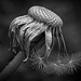 Die Vergänglichkeit des Löwenzahns (Taraxacum) :)) The transience of the dandelion (Taraxacum) :)) La fugacité du pissenlit (Taraxacum) :))