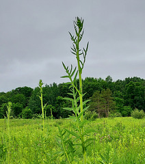 Silphium laciniatum, Compass Flower