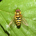 EF7A4349 Hoverfly