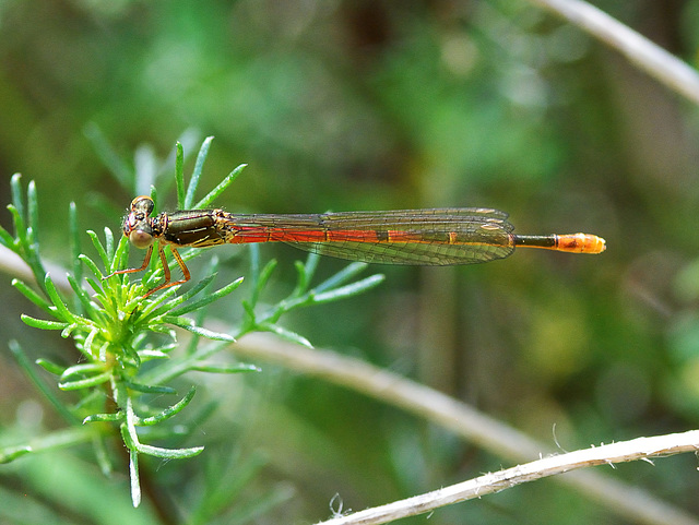 Small Red Damsel f (Ceriagrion tenellum f typica) DSC 5267