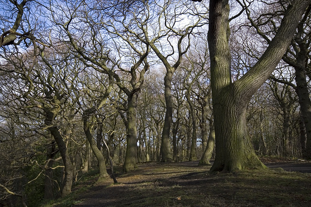 Chestnuts on the crest