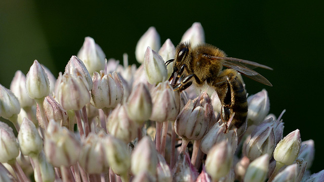 Abeille et Poireau sauvage