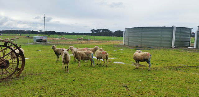 Island Pure sheep dairy