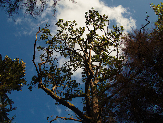 Tree tops